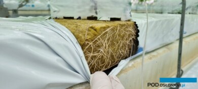 Przy umiejętnym podlewaniu podczas zmiennej pogody udawało się uzyskać dobrze rozwinięty system korzeniowy