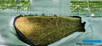 W tym sezonie, w ocenie Marka Sowy, były kłopoty z uzyskaniem dobrego systemu korzeniowego w wysokich matach wełny mineralnej, częściej dochodziło w nich do zalania korzeni (fot. 1-3 M. Sowa)