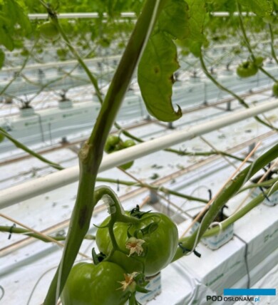 szara pleśń na pędzie pomidora for. M. Sowa