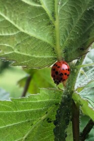 Biedronka (fot. DŁB)