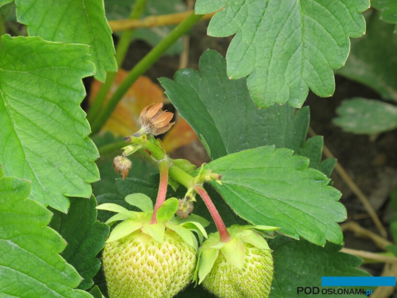 Pąki truskawki uszkodzone przez kwieciaka malinowca (fot. B. Łabanowska)