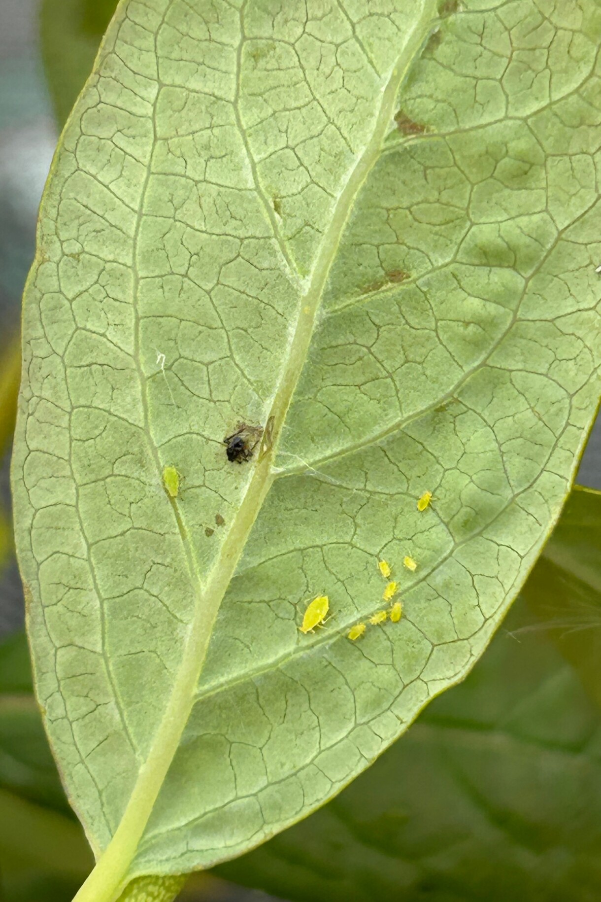 Mszyca brzoskwiniowa (fot. DŁB)