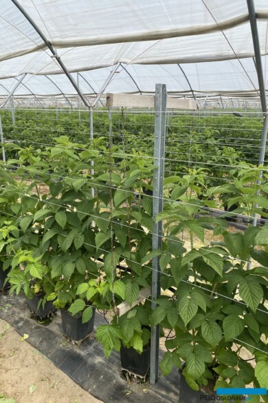 Uprawa w tunelach w gospodarstwie Agronom Plants (fot. DŁB)