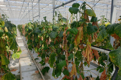 Uprawa ogórków porażona Fusarium oxysporum f.sp. cucumerinum (2022 rok), fot. Royal Brinkman