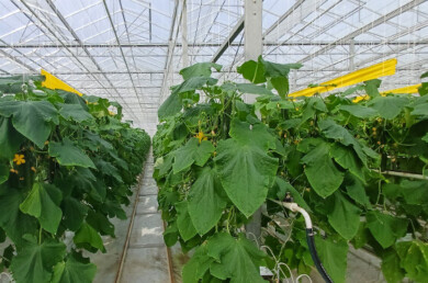 Zdrowa uprawa ogórków w gospodarstwie Tomasza Malika (2024, fot. Royal Brinkman