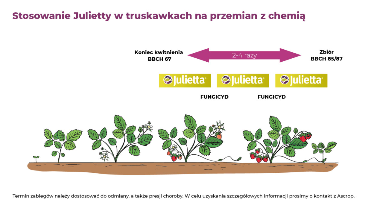 Stosowanie biofungicydu Julietta na przemian z ochroną chemiczną