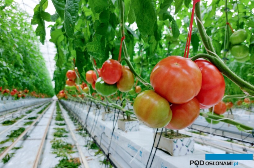 Pomidor malinowy Madano (fot. Syngenta)