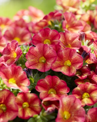 Calibrachoa Mini Famous Uno Bakari_fot. Fleuroselect