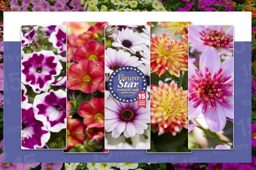 Konkurs FleuroStar 2024_fot. Fleuroselect