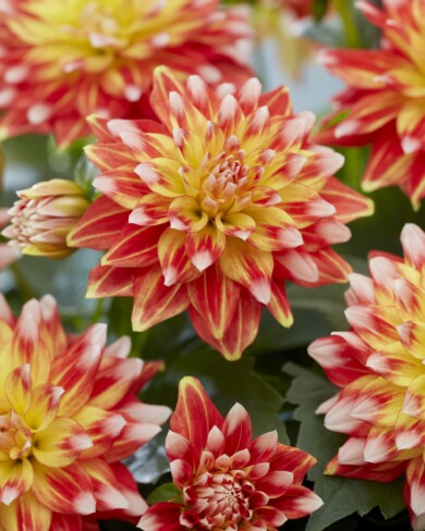 Dahlia Hypnotica Candy Corn_konkurs FleuroStar 2024_fot. Fleuroselect