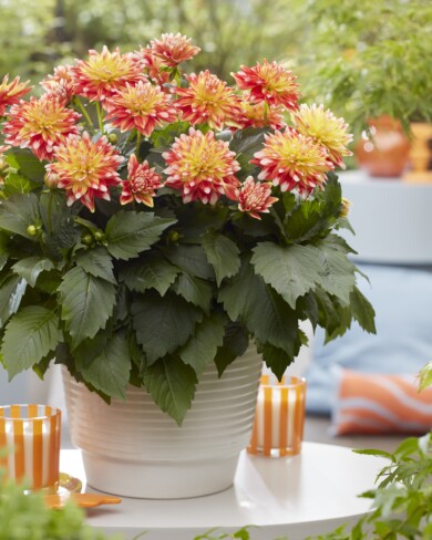 Dahlia Hypnotica Candy Corn_konkurs FleuroStar 2024_fot. Fleuroselect