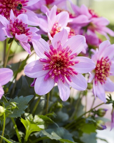 Dahlia coccinea Dalina Maxi Stardust Pink_konkurs FleuroStar 2024_fot. Fleuroselect