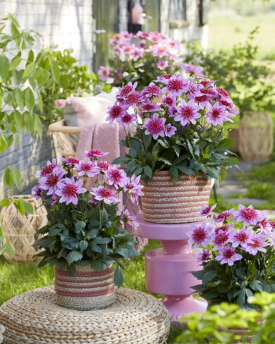 Dahlia Dalina Maxi Stardust Pink_konkurs FleuroStar 2024_fot. Fleuroselect