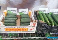 Owoce ogórków Severin, Bjorm, Melen i Grummel (fot. SSZ)