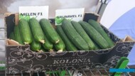 Owoce ogórków Melen i Grummel (fot. SSZ)