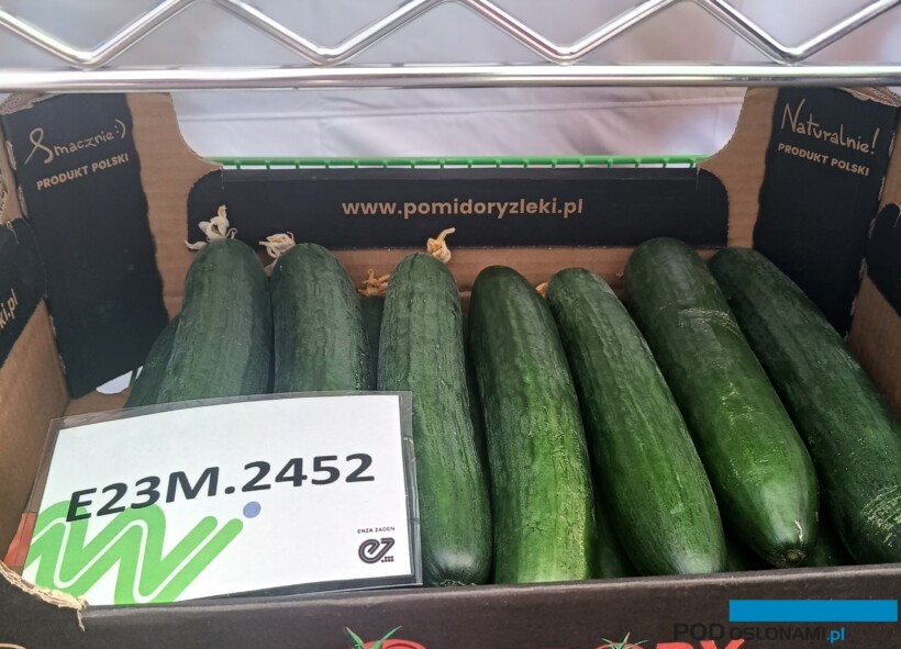 Ogórek E23M.2452 (fot. SSZ)