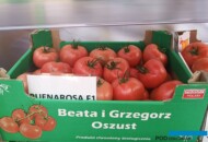 Pomidor Buenarosa (fot. SSZ)