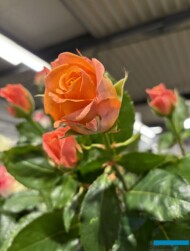 roze szklarniowe_Clarence+_Wimceco_Belgia_kwiecien2024_m_fot. A-Cecot