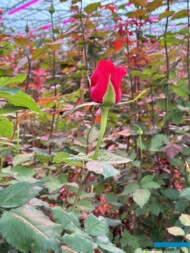 roze szklarniowe_Ivy+_Wimceco_Belgia_kwiecien2024_m_fot. A-Cecot