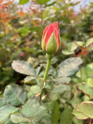 roze szklarniowe_Miss Piggy+_Wimceco_Belgia_kwiecien2024_m_fot. A-Cecot