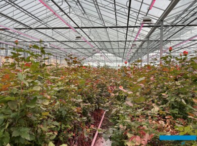 roze szklarniowe_Wimceco_Belgia_kwiecien2024_m_fot. A-Cecot