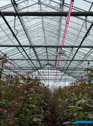 roze szklarniowe_doswietlane HPS-i-LED_Wimceco_Belgia_kwiecien2024_m_fot. A-Cecot