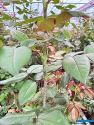 roze szklarniowe_Ivy+_kolce na pędach_Wimceco_Belgia_kwiecien2024_m_fot. A-Cecot