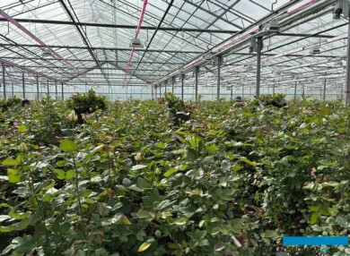 roze szklarniowe_zbior-kwiatow_Wimceco_Belgia_kwiecien2024_m_fot. A-Cecot