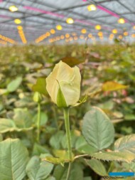 roze szklarniowe_Avalanche+_Wimceco_Belgia_kwiecien2024_m_fot. A-Cecot