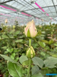 roze szklarniowe_SweetAvalanche_Wimceco_Belgia_kwiecien2024_m_fot. A-Cecot