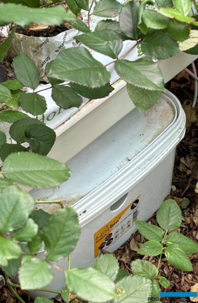 roze szklarniowe_Ochrona-biologiczna_Wimceco_Belgia_kwiecien2024_m_fot. A-Cecot