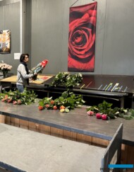 roze szklarniowe_sprzedaż detaliczna kwiatów w gospodarstwie Wimceco_Belgia_kwiecien2024_m_fot. A-Cecot