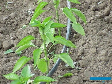Objawy niedożywienia papryki przy niskiej temperaturze gleby (fot. A. Stępowska)