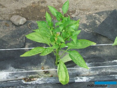 Objawy niedożywienia papryki przy niskiej temperaturze gleby (fot. A. Stępowska)