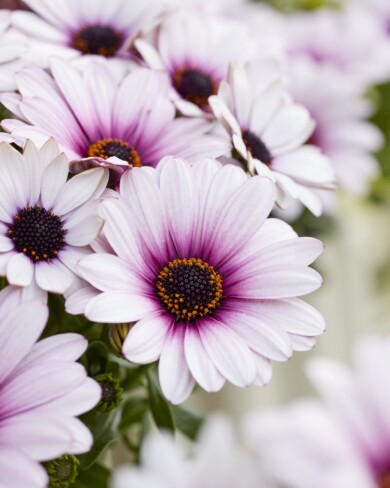 Osteospernum Sunny Klaudia_fot. Fleuroselect