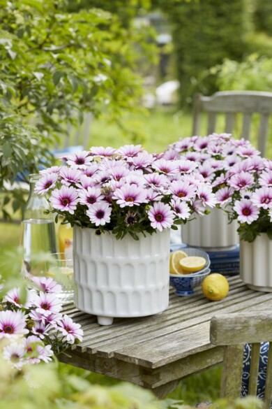 Osteospernum Sunny Klaudia_fot. Fleuroselect