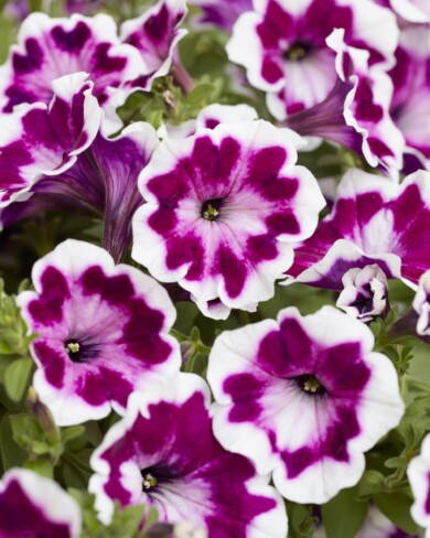 Petunia x hybrida Painted Love - rośliny w pełni kwitnienia (fot. Fleuroselect