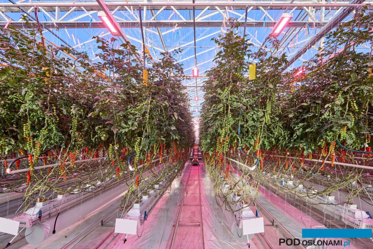 Doświadczenie w uprawie pomidorów szklarniowych prowadzone na zlecenie firmy Signify, PHILIPS Horticulture LED Solutions (fot. Signify)