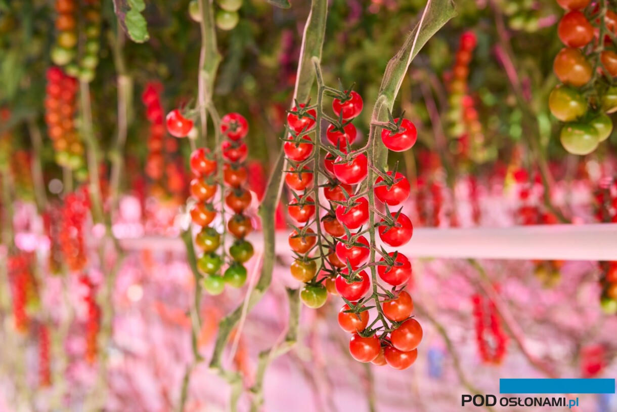 Doświadczenie w uprawie pomidorów szklarniowych prowadzone na zlecenie firmy Signify, PHILIPS Horticulture LED Solutions (fot. Signify)