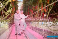 Doświadczenie w uprawie pomidorów szklarniowych prowadzone na zlecenie firmy Signify, PHILIPS Horticulture LED Solutions (fot. Signify)