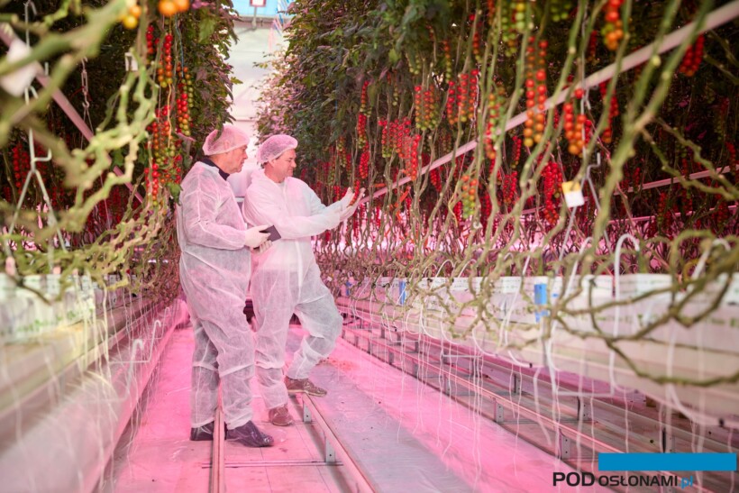 Doświadczenie w uprawie pomidorów szklarniowych prowadzone na zlecenie firmy Signify, PHILIPS Horticulture LED Solutions (fot. Signify)