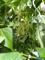 Fasola tyczna Sunshade w uprawie szklarniowej