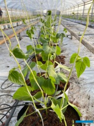 Fasola tyczna po ustawieniu tzw. growpotów w szklarni, rośliny są prowadzone przy sznurkach, zamocowanych do górnych drutów, w kształcie litery V