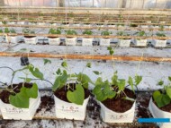 Fasola tyczna po ustawieniu w szklarni growpotów wypełnionych podłożem kokosowym, rośliny zaczynają się piąć po sznurkach