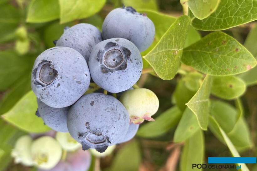 Owoce borówki (fot. DŁB)