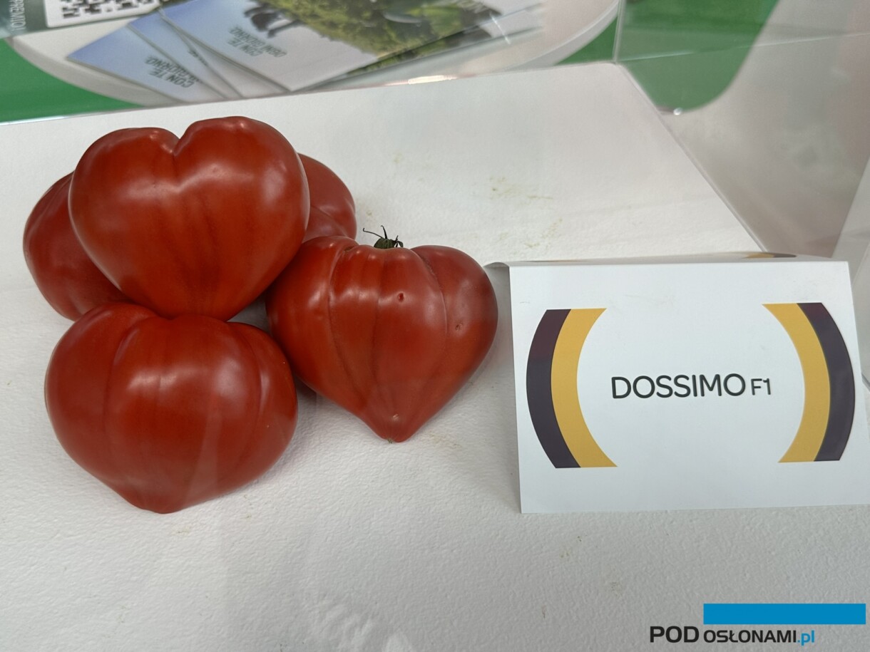 Pomidor Dossimo typu "prawdziwe" Bawole Serce (fot. D. Łabanowska-Bury)