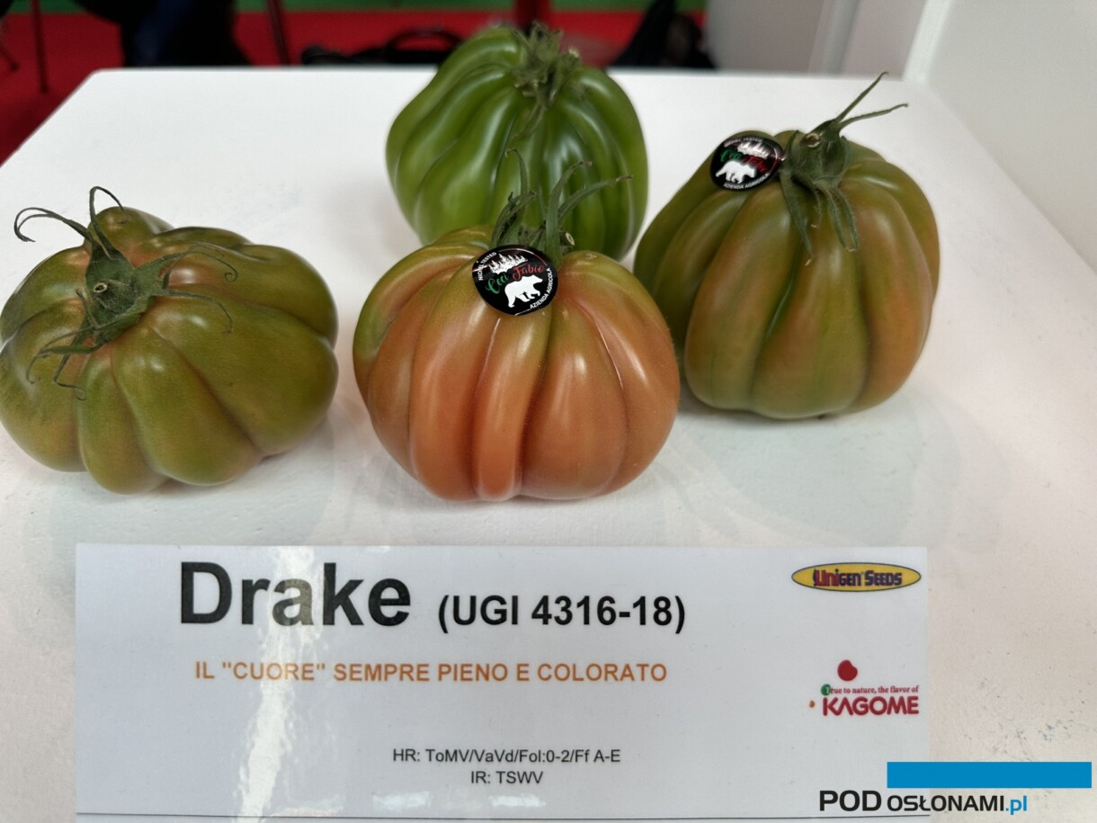 Pomidor Drake, DŁB