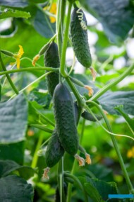 Ogórki brodawkowe nawożone z wykorzystaniem produktów firmy Amagro - dobra jakość i zdrowotność owoców (fot. MS)