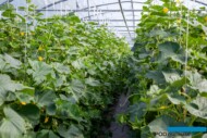 Tunelowa plantacja ogórków brodawkowych nawożona z wykorzystaniem produktów firmy Amagro (fot. MS)