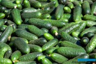 Ogórki, w których nawożeniu uwzględniono krzemowy nawóz Eckosil mają dobrą jakość i długą trwałość po zbiorze (fot. MS)